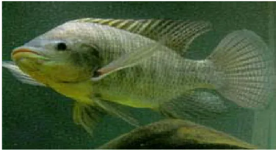 Figura 1. Exemplar de tilápia do Nilo,  Oreochromis niloticus. 