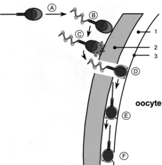 Figura  5  -  Representação  esquemática  do  processo  de  fertilização  em  mamíferos  (Flesch and Gadella, 2000).