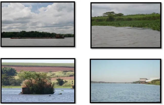 Figura 6. Aspectos da paisagem da área amostral. (a) tráfego intenso de embarções; (b)  pastagem; (c) ilhas de concreto no meio do rio; (d) construções antrópicas