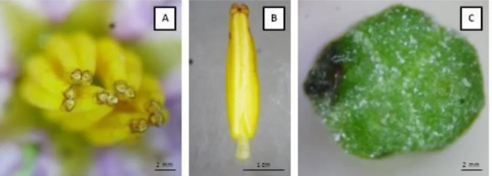 Figura  1.  Verticilos  reprodutivos  de  Solanum  melongena  híbrido  Nápoli.  (A)  poros  apicais das anteras poricidas; (B) corte longitudinal em antera poricida; (C) estigma com  deposição de grãos de pólen