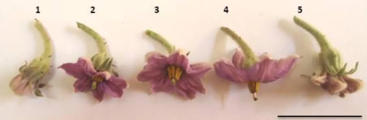 Figura  4.  Estágios  de  desenvolvimento  em  flores  longistilas  de  Solanum  melongena  híbrido Nápoli