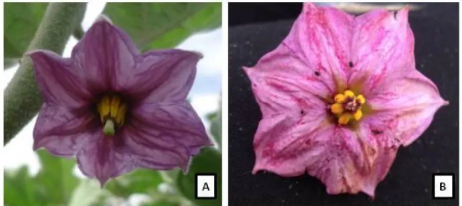Figura  10.  Presença  de  osmóforos  em  flores  de  Solanum  melongena.  (A)  flor  em  condições  naturais;  (B)  partes  da  flor  com  pigmentação  avermelhada  indicando  a  presença de osmóforos na corola e nas anteras