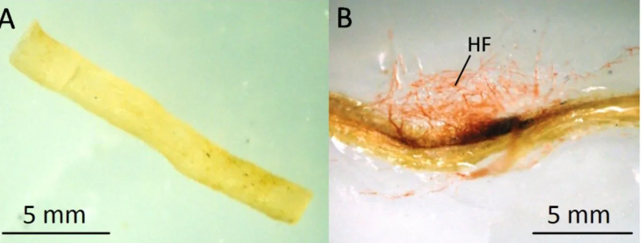 Figura  4.  Fragmentos  de  raízes de  limão  Cravo  plaqueados  em  meio  seletivo.  (A)  fragmento  não  infectado;  (B)  fragmento  infectado  com  P
