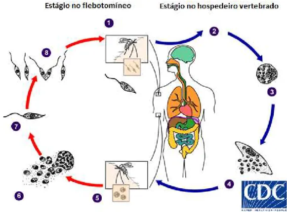Figura 5: Ciclo biológico da Leishmania. (1) Promastigotas são inoculadas no hospedeiro vertebrado (2) Promastigotas  são fagocitadas por macrófagos e outros tipos de células mononucleares