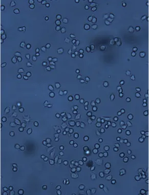 Figura 10: Cultura de fibroblastos (L929). 