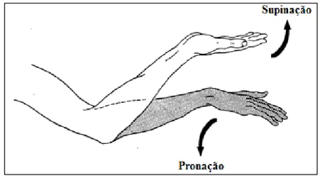 Figura 5 – Movimentos de supinação e de pronação. Adaptado de Kapandji (2000a, p. 113)