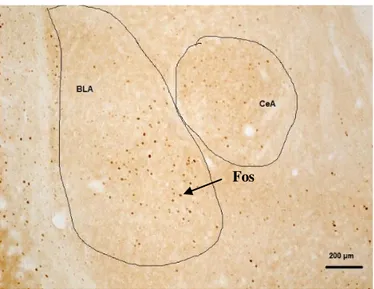 Figura  12:  Corte  representativo  da  amídala,  indicando  os  núcleos  basolateral  (BLA)  e  central (CeA)  da amídala de  camundongos, onde foram quantificadas as células positivas  para Fos