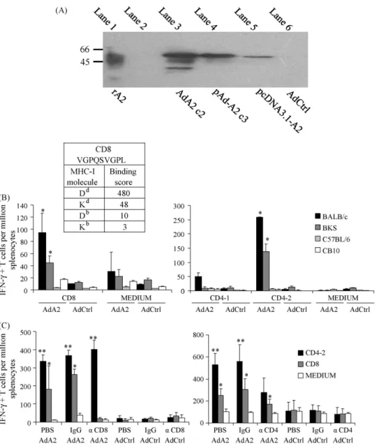 Fig. 3. Construction of A2-recombinant adenovirus and characterization of T cell epitopes of A2 recognized by vaccinated mice
