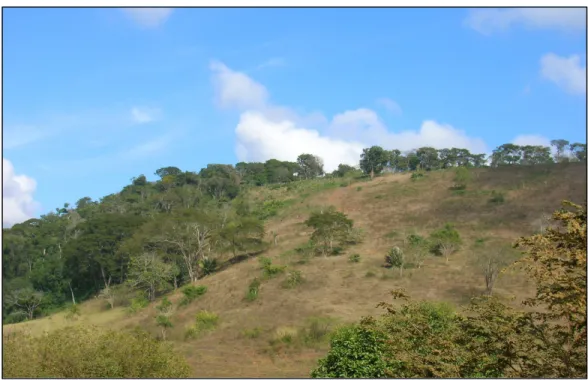 Figura 5:      Foto da vegetação característica de uma área da região de Santa Cruz do Escalvado, Minas  Gerais, 2006