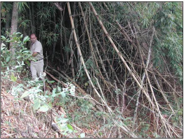Figura 14: Foto de uma área da localidade de Soberbo, onde armadilhas foram montadas para captura de  pequenos mamíferos (bambuzal)