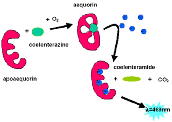 Figura  3:  Representação  da  fotoproteína  aequorina.  A  apoaequorina  se  liga  ao  grupo  prostético  coelenterazina formando o complexo aequorina