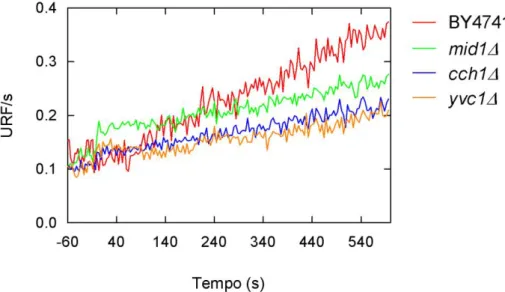 Figura  6:  Sinal  de  cálcio  induzido  por  pulso  ácido  (HCl  pH4,1)  na  cepa  parental  BY4741  e  nos  mutantes nulos de canais de cálcio mid1 Δ ,  cch1Δ  e  yvc1Δ , utilizando o ensaio do indicador Oregon  Green ®  488-1 BAPTA, AM.