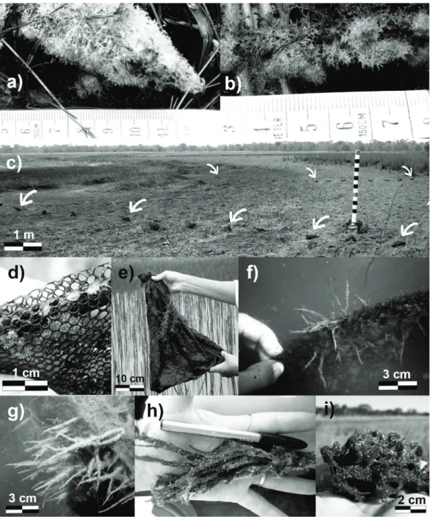 Figure 2 - Field monitoring of Metania spinata at Lagoa Verde. a) Specimen at the dry exposed pond margin, August  2010