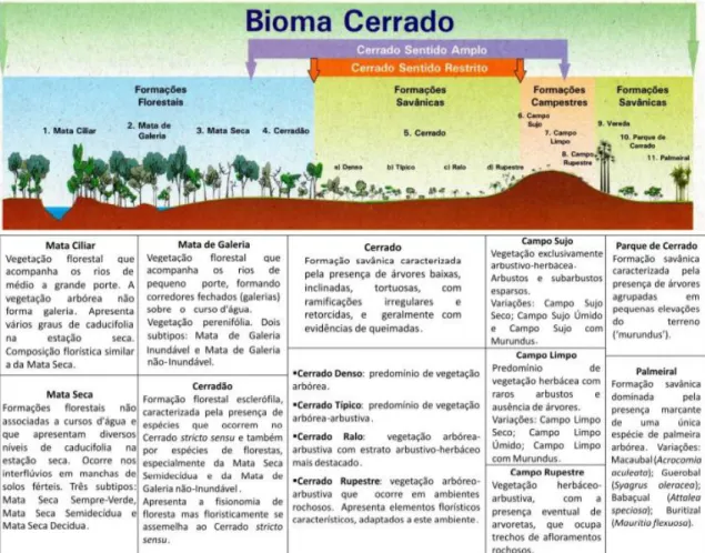 Figura  1.1:  Perfil representativo  da  variedade  fitofisionômica  do  Cerrado  e  suas respectivas  descrições  resumidas (Modificado de Ribeiro &amp; Walter 2008)