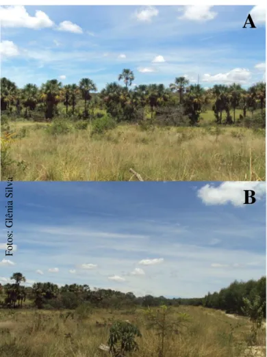 Figura 2.3: A) Vista parcial da Vereda Buriti; B) Perspectiva da Vereda Buriti (no lado esquerdo da  foto) e o eucaliptal adjacente (lado direito da foto), região de Três Marias, MG