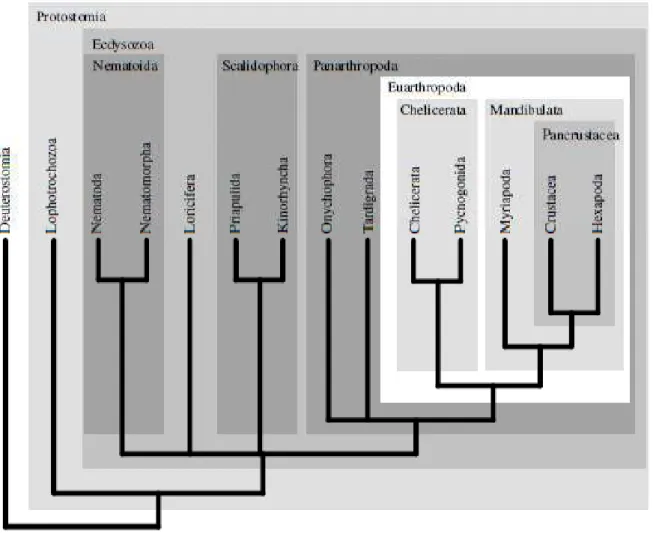 Figura 2: Provável filogenia do Ecdysozoa de acordo com dados moleculares da  unidade ribossomal 18S (Aguinaldo et al