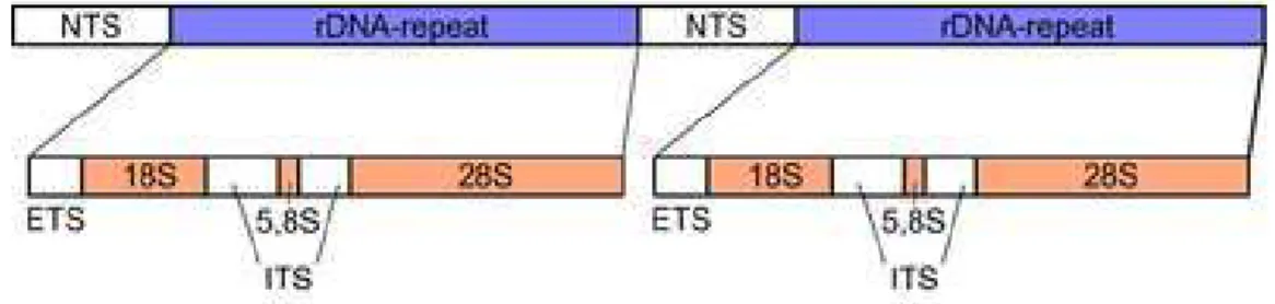 Figura 3: Gene de rDNA (Matioli, 2001) 