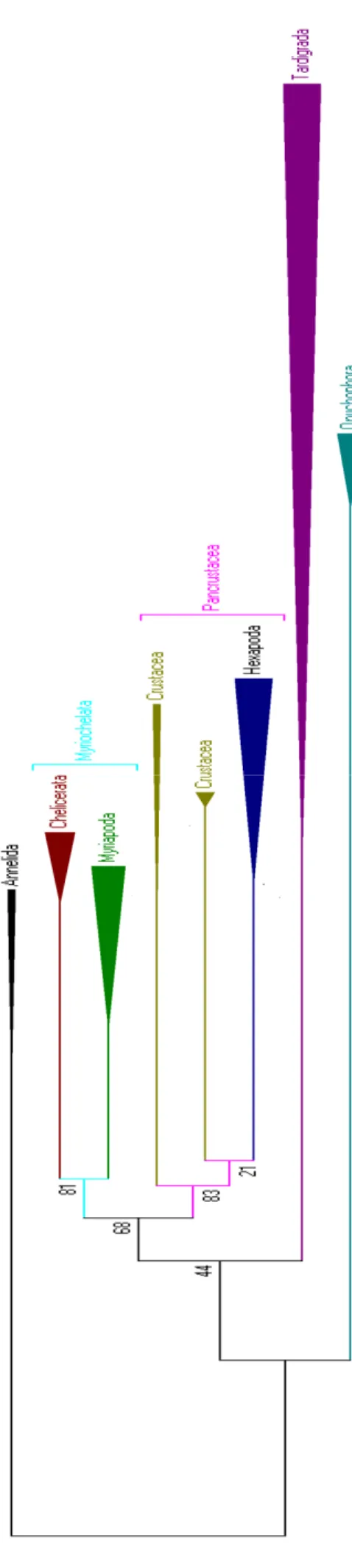 Figura  4:  Resultado  da  filogenia  do  Panarthropoda  com sequências do  gene 18s  utilizando  a  máxima  verossimilhança  (árvore  compactada)