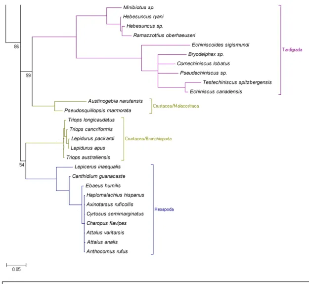 Figura 8: Região da topologia analisada com análise bayesiana incluindo o Tardigrada  juntamente  com  o  Crustacea