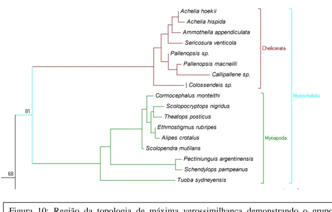 Figura  10:  Região  da  topologia  de  máxima  verossimilhança  demonstrando  o  grupo  Myriochelata