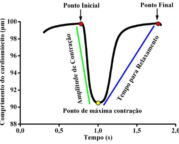 Figura  2:  Representação  de  uma  contração  celular  e  os  parâmetros  avaliados  (adaptado  de  Carneiro-Júnior, 2013)