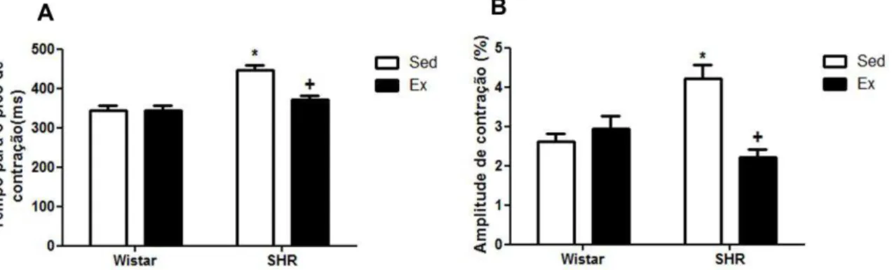 Figura 8: Função contrátil de cardiomiócitos isolados do ventrículo esquerdo de ratos Wistar e  SHR estimulados a 1 Hz