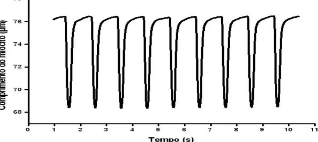 Figura 4 - Registro experimental de encurtamento de uma célula do ventrículo esquerdo  estimulada na frequência de 3 Hz, em temperatura ambiente (~25  o C)