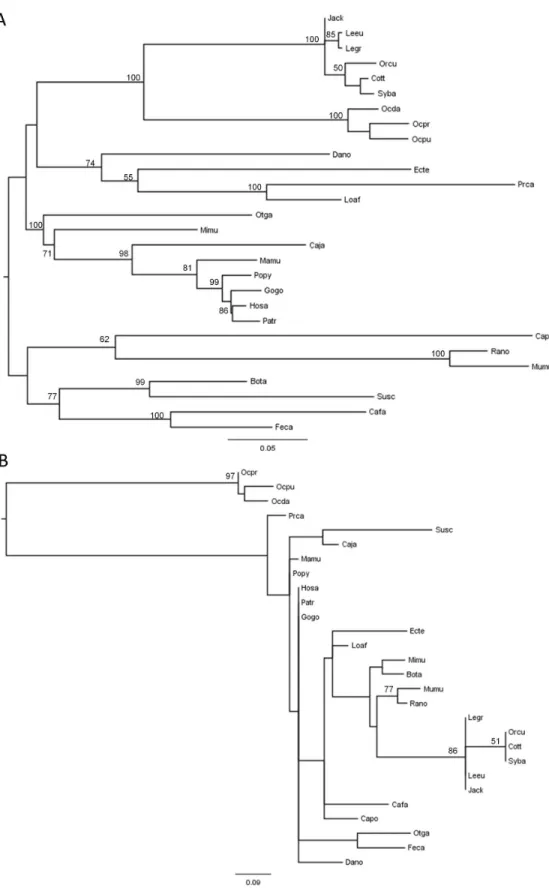Figure  2.    Phylogenetic  reconstruction  of  mammalian  TCTEX1D4.    A)  Maximum  Likelihood  tree  corresponding  to  the  whole coding  region  of  TCTEX1D4  of  the  28  mammalian  species,  and  B)  using  only  the  12-amino  acid  region,  four  u