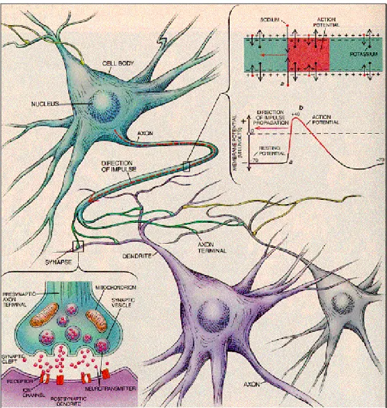 Figura 9 : Com unica ção ent re neurónios ( Scient ific Am erican, Sept em ber 1 9 9 2 , art icle  by Gerald D