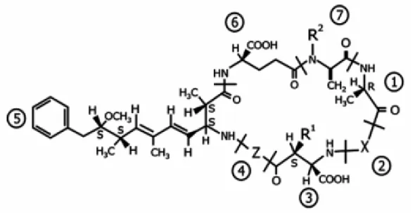 Figura 3.3 – Estrutura química da microcistina. Fonte: Bittencourt-Oliveira e Molica (2003)