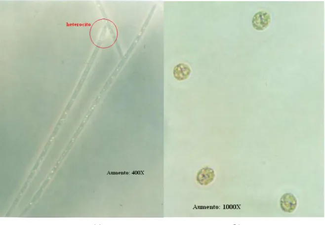 Figura 4.9 – Microfotografias das cepas cultivadas. (a) Filamentos de Cylindrospermopsis  raciborskii