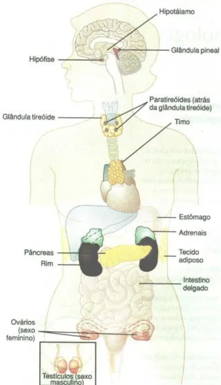 Figura 5.1 – Locais anatômicos das principais glândulas e tecidos endócrinos.  Fonte: Guyton e Hall, 2006