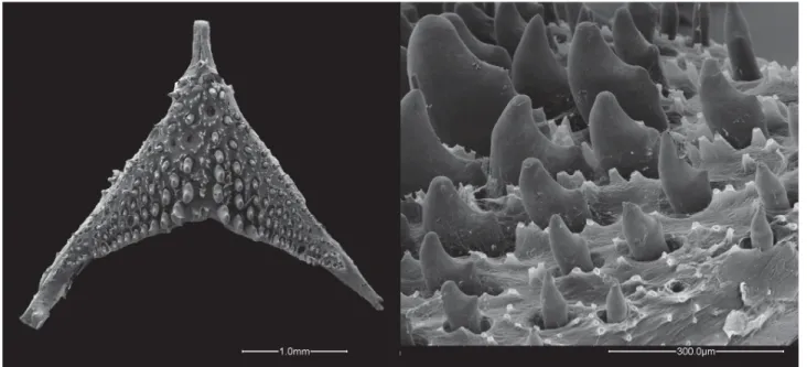 FIGURE 4.  Apistogramma ortegai. Lower pharyngeal tooth-plate in occlusal view and detail of the teeth.