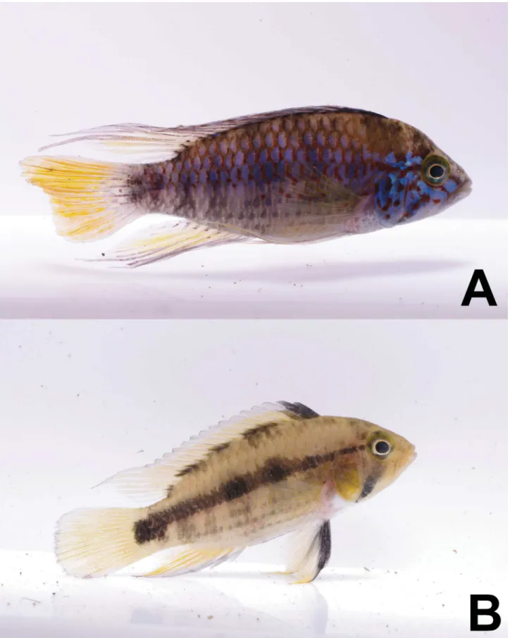 FIGURE 5.  Apistogramma ortegai, live coloration in male (A) and female (B), collected with holotype.