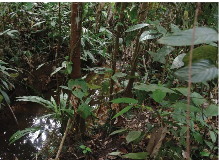 FIGURE 7.  Type locality of Apistogramma ortegai. Peru, Departamento Loreto, Distrito Pebas, small stream tributary of  Ampiyacu River.