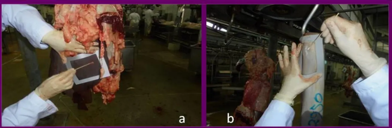 Figura 17. Procedimento de recolha das zaragatoas superficiais em fígados (a) e língua (b) de bovinos, nos 3  pontos de colheita (Fonte: Autora).