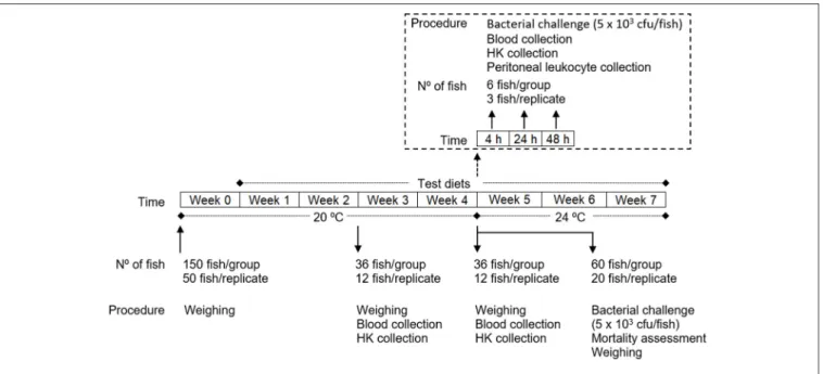 FIGURE 1 | Experimental design.