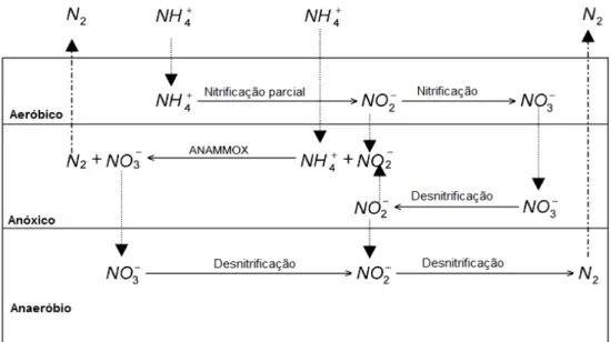 Figura 3.7: Conversão do nitrogênio em SACV-AP modificado com zona saturada  Fonte: DONG e SUN, 2007 