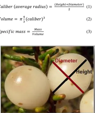 Fig 2: Shematic representation of the measument of the dimensions in  the C. album berries.
