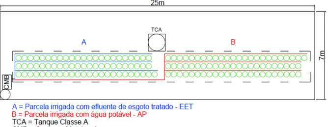 Figura 1. Croqui da área experimental. 