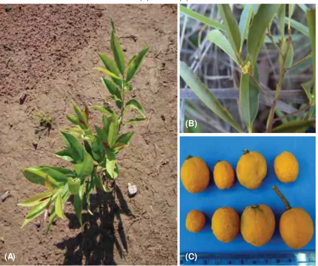 Figura 1 — Planta da espécie Salacia campestris em seu habitat natural  (A), com detalhes das  flores (B) e frutos (C).