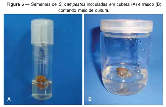 Figura 6 — Sementes de S. campestris inoculadas em cubeta (A) e frasco (B)  contendo meio de cultura.