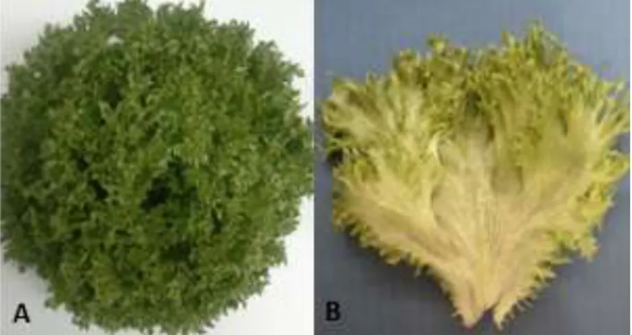 Figura  3.  A)  Planta  da  alface  cv.  Brunela.  B)  Folha  da  alface  cv. 
