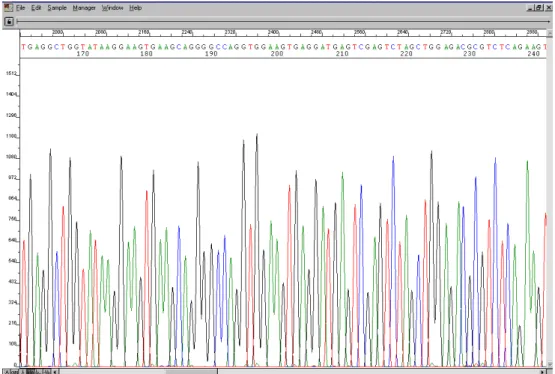 Figura 1. Eletroferogramas gerados pelo sequenciador para posterior análise nos  programas Phred/Phrap/Consed 