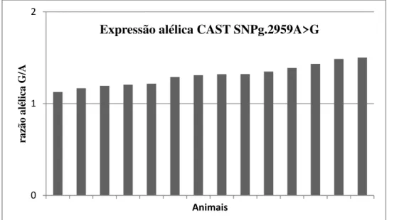 Figura 4. Razão da expressão dos alelos G/A do SNP g.2959A&gt;G do gene CAST em  amostras de músculos de novilhos da raça Nelore