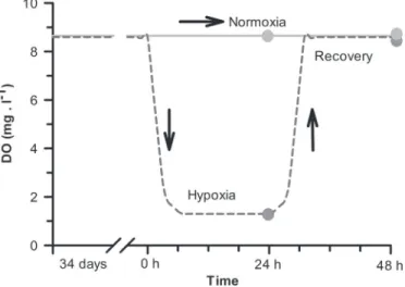 Fig. 5. Experimental set-up used to control dissolved oxygen (DO) levels in the experimental tanks to implement hypoxia