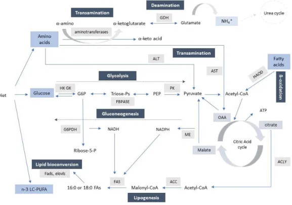 Fig.  3  - Schematic  representative  of the major  pathways  involved  in  intermediary metabolism