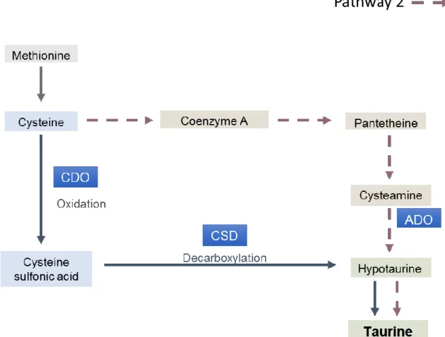Fig. 5 - Main pathways of taurine biosynthesis. The key enzymes are represented: Cysteine dioxygenase (CDO), cysteinesulfinate  decarboxylase (CSD), 2-aminoethanethiol dioxygenase (ADO)