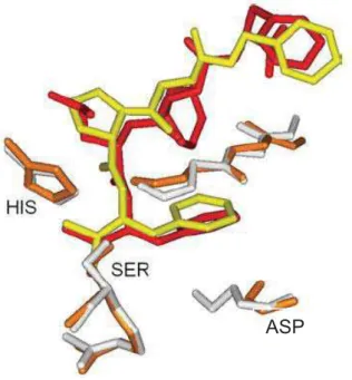 Figura 1  – Superposição do sítio de ligação de proteases serínicas (mostrando a tríade  catalítica serina (SER) – histidina (HIS) – aspartato (ASP) e seus respectivos inibidores