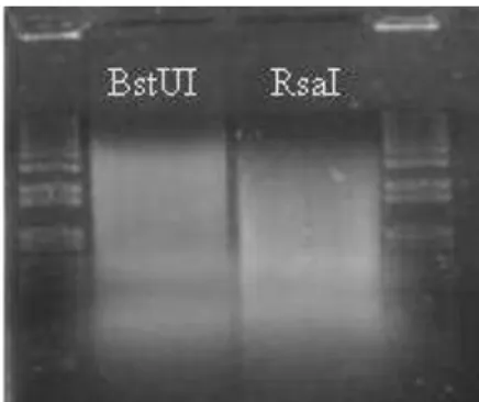 Figura  2.1.  Digestão  do  DNA  com  as  enzimas  BstUI  e  RsaI   visualizada em gel de agarose 0,8% corado com brometo de etídeo